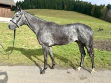 Grey Dragon